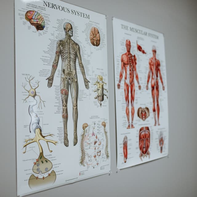 90 min 5 pack at Phoenix Performance Massage in Knoxville, TN